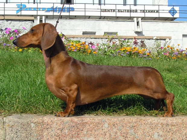 A short legged Dachshund in the park