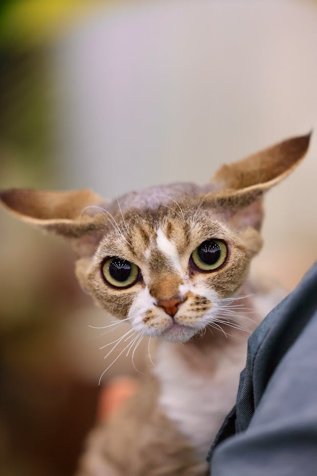 A Devon Rex kitten