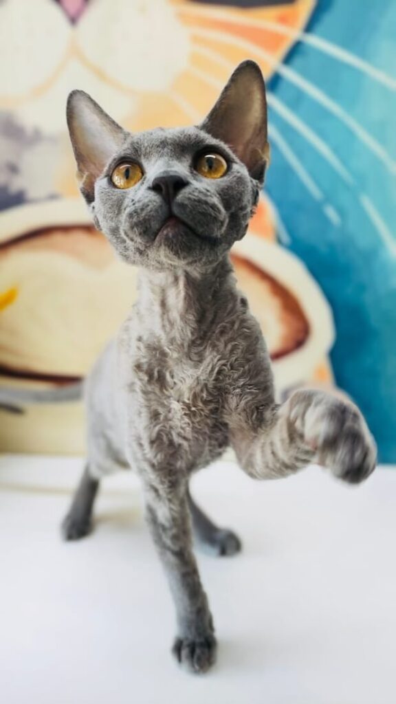 A Devon Rex cat