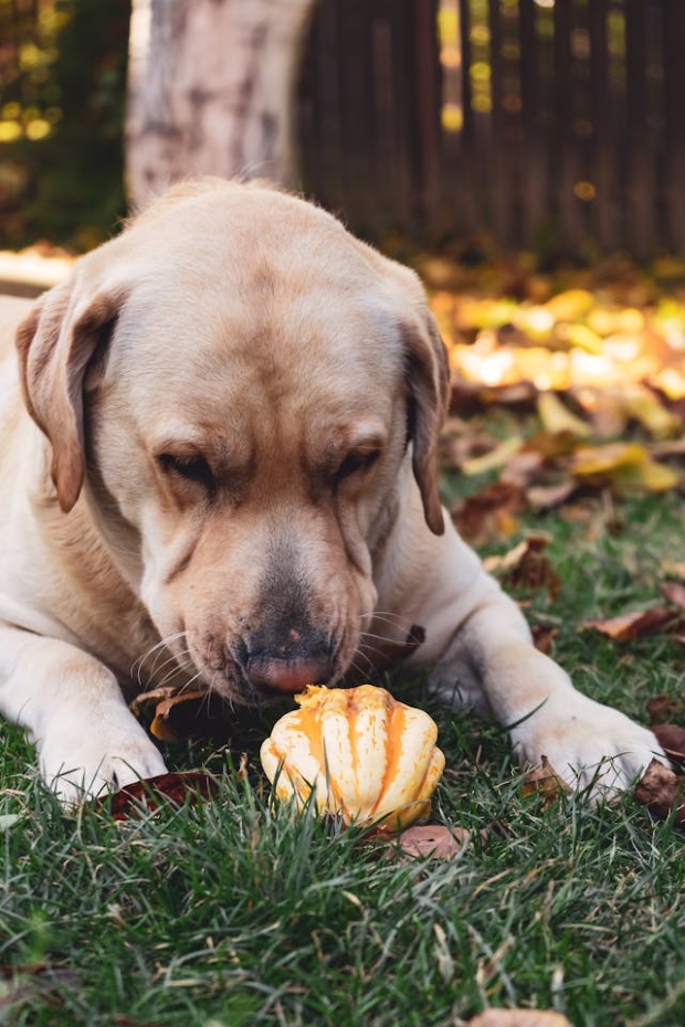 Dog eating a pumpkin 