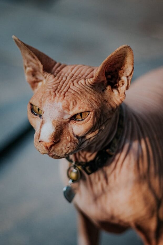 A closeup shot of a Donskoy cat