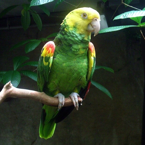 A Double Yellow-Headed Amazon
