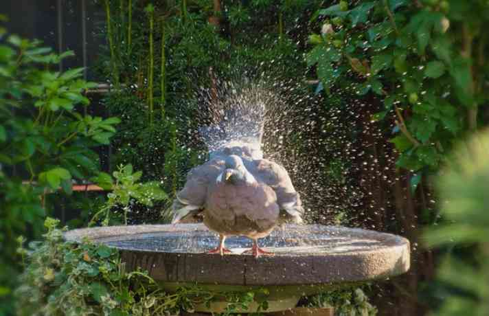 Dove bathing in a water pond