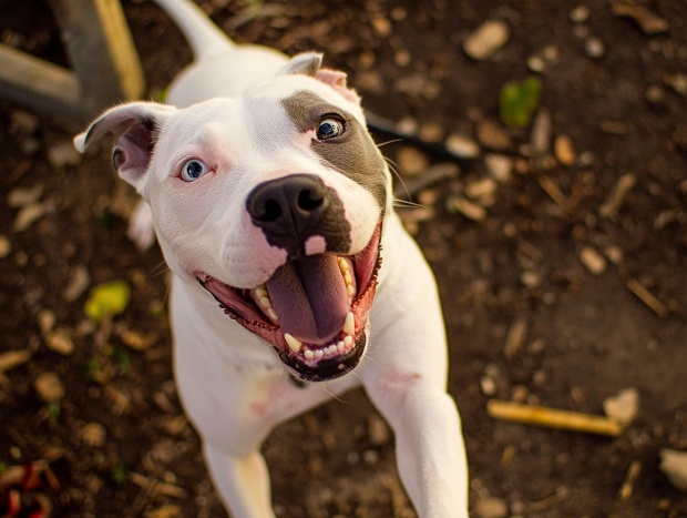 Excited face of a dog