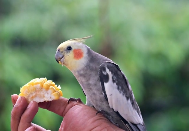 Feeding corn to a Pet Cockatiel 