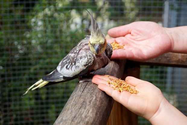 Feeding grains to a Cockatiel