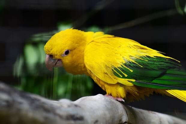 A Golden Conure Parrot on a tree