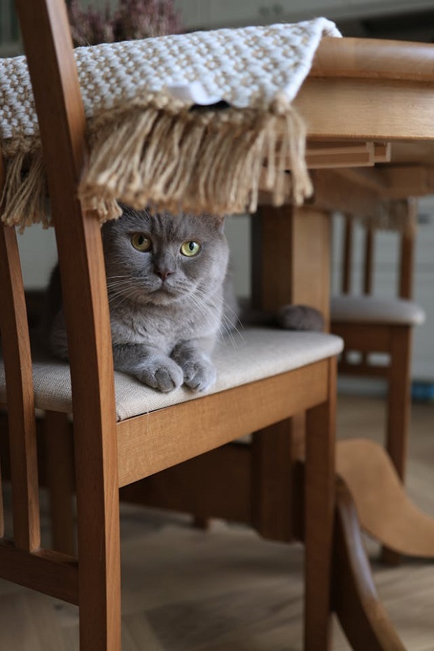 Gray Cat Hiding under a table
