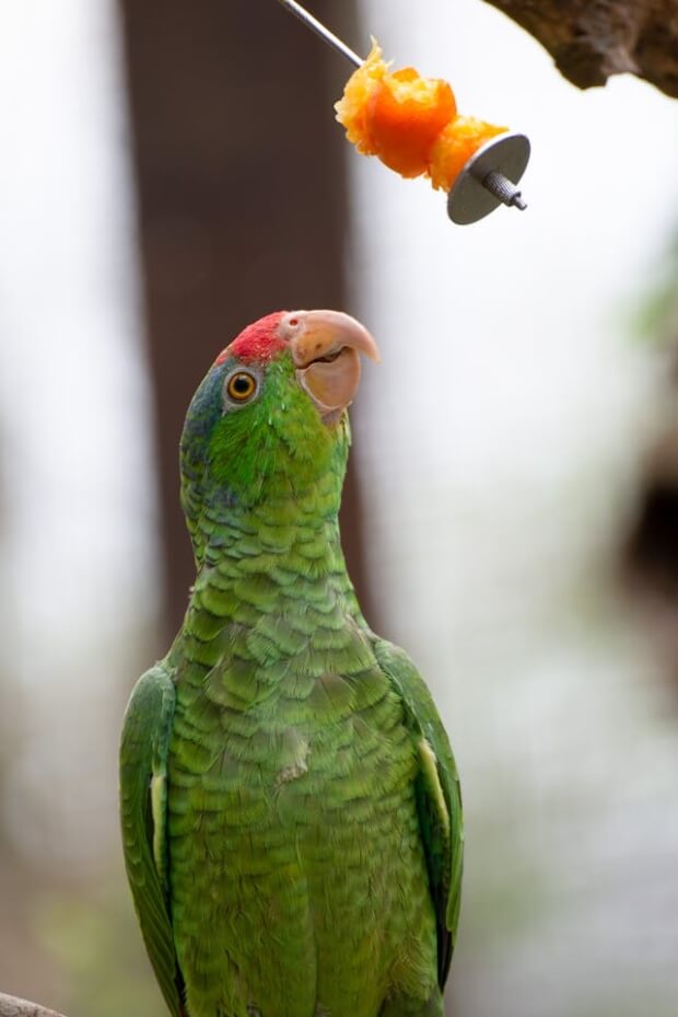 Green-Cheeked Amazon Parrot