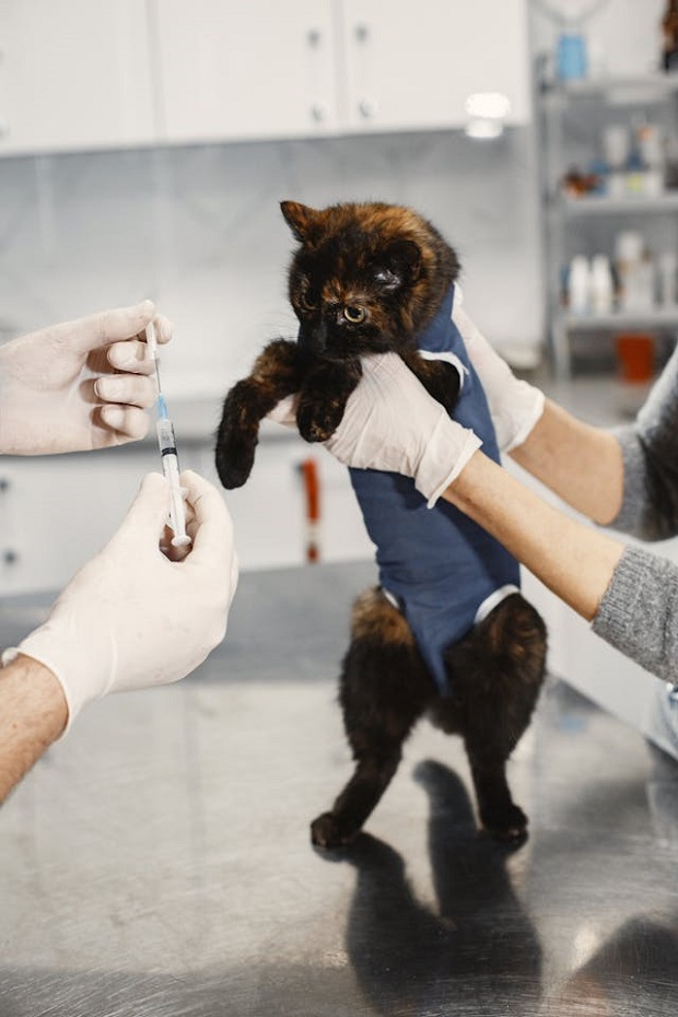 Cat at a vet
