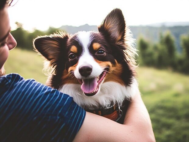 Happy dog with the owner