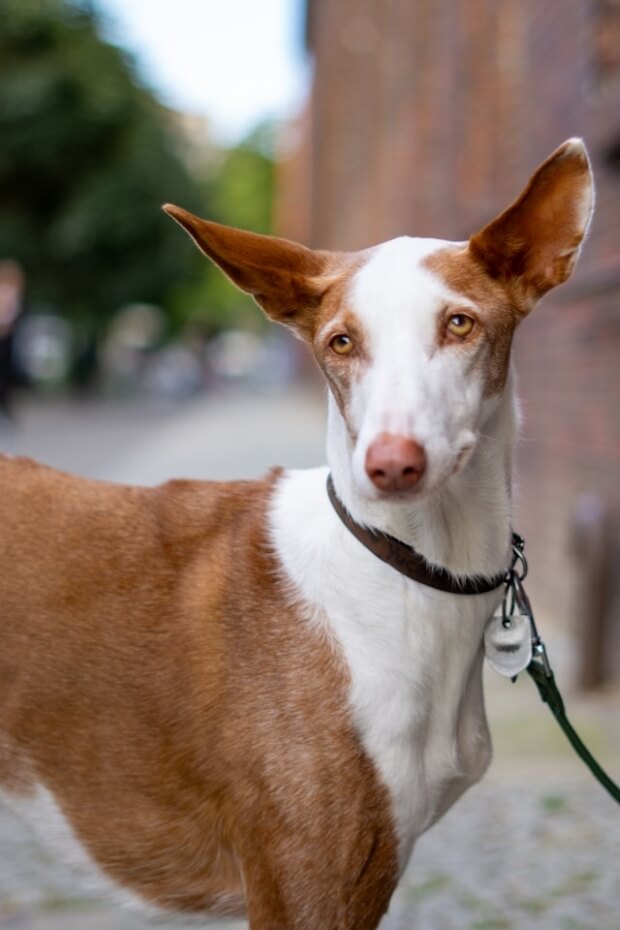 A closeup shot of an Ibizan Hound 