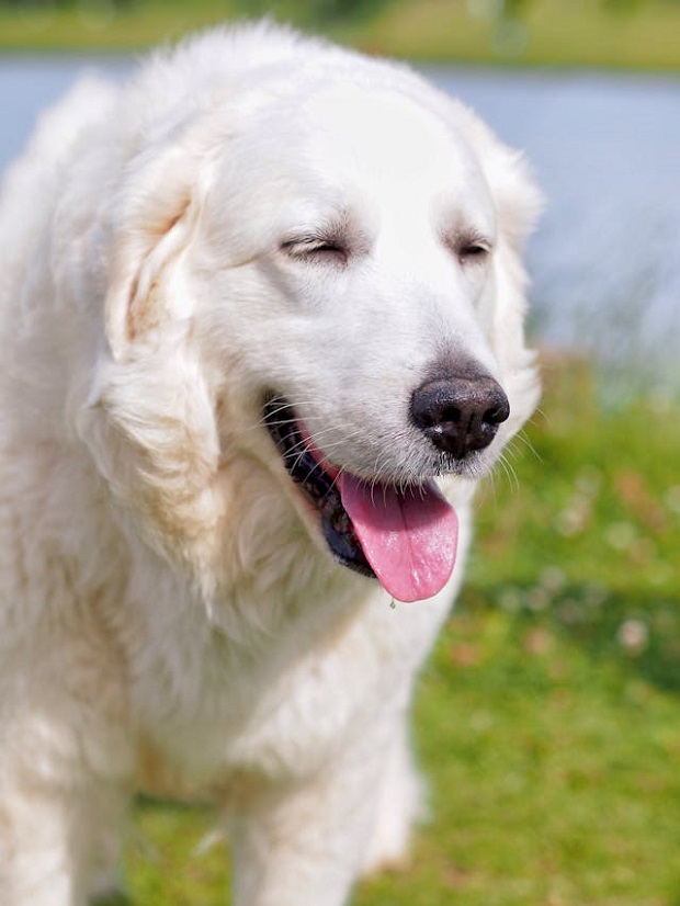 A Kuvasz dog in the park