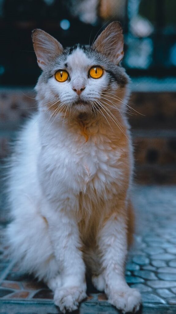 A closeup image of a LaPerm cat