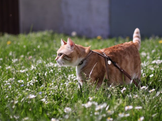 Cat on a leash in a meadow