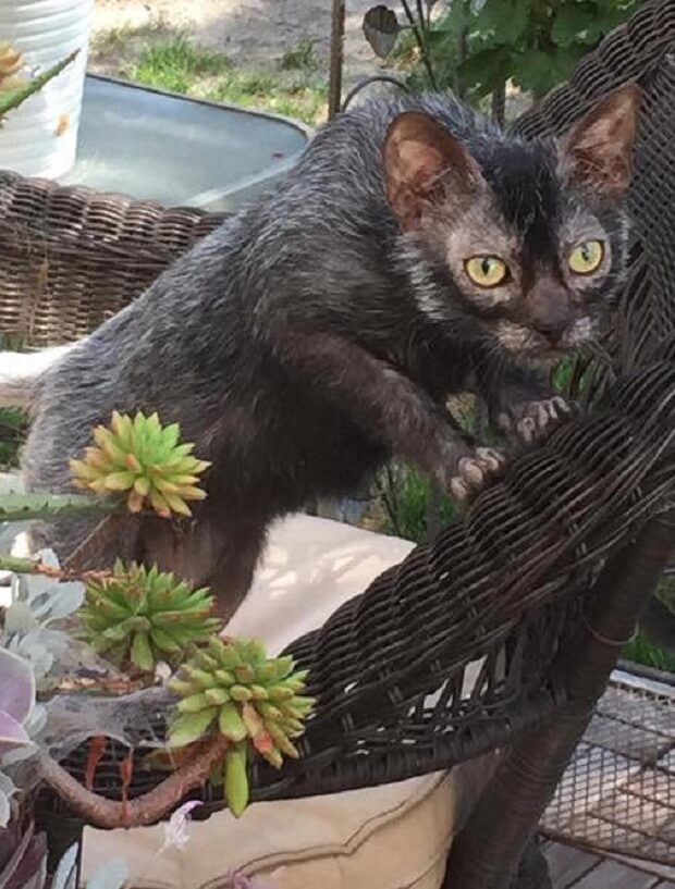 A Lykoi  cat