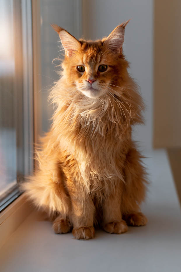 A Maine Coon cat sitting near a window