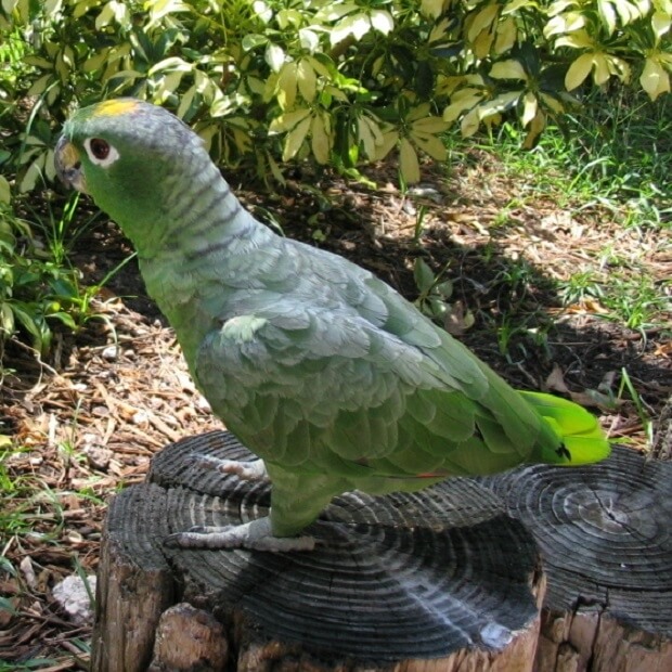 Mealy Amazon Parrot