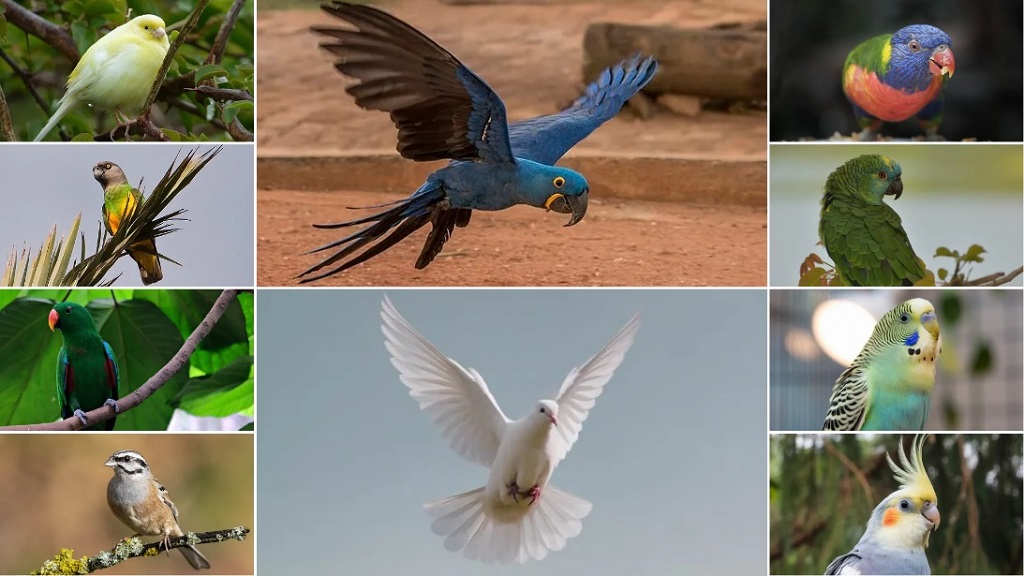 Most Gentle Pet Bird Species