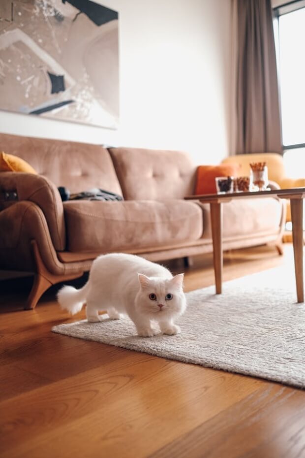 A Munchkin cat in the living room