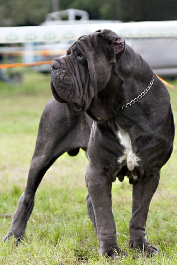 Neapolitan Mastiff