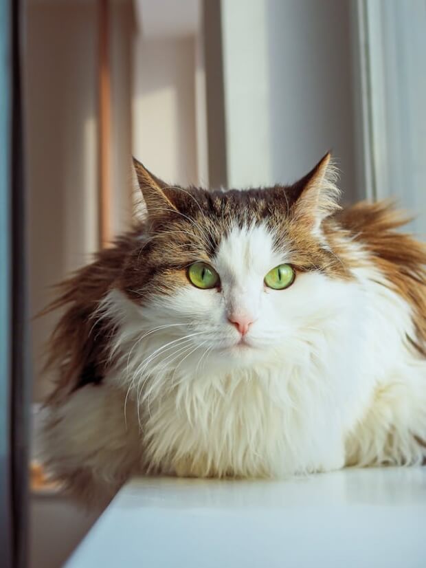 A Norwegian Forest Cat on a table