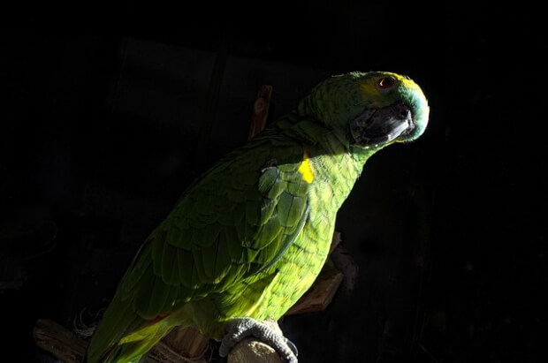 Orange-Winged Amazon Parrot