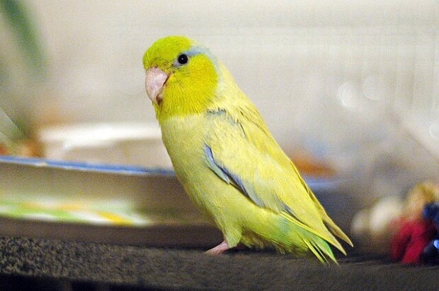 A Pacific Parrotlet
