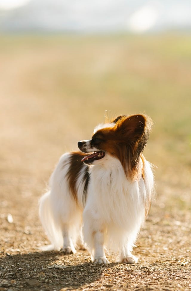 A Papillon standing in the outdoors