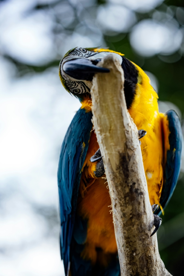 Parrot chewing wood