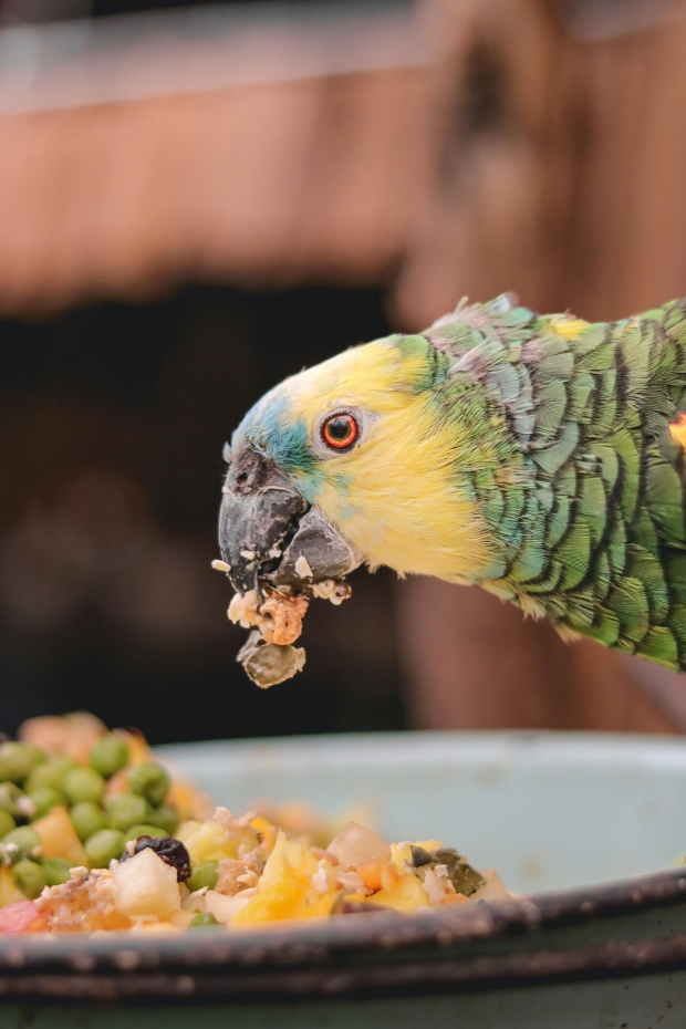 Parrot eating food