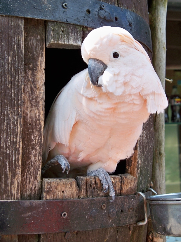 Parrot leaving its cage