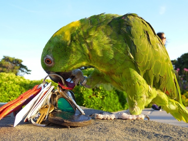 Parrot playing with keys