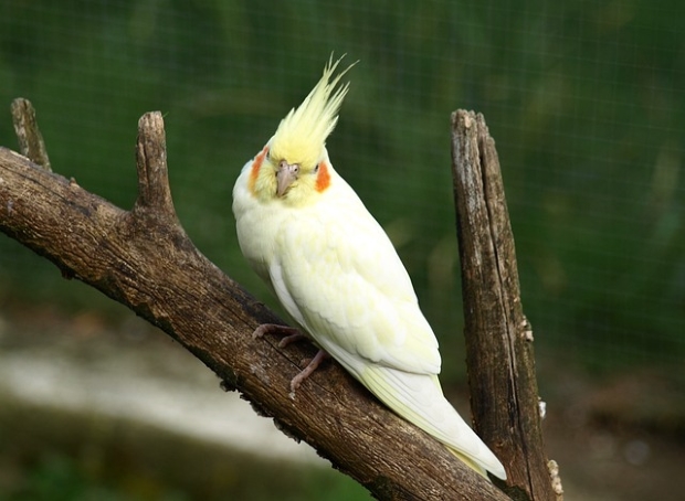 Pet Cockatiel on a branch of a tree