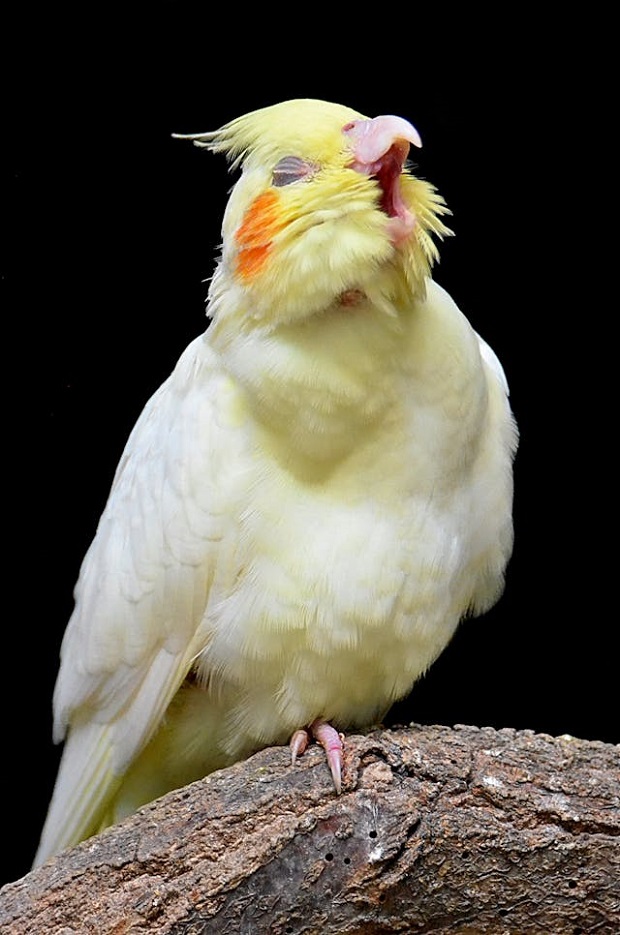 Pet Cockatiel singing 