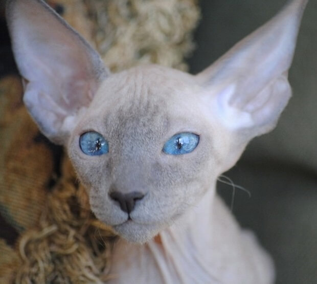 A Peterbald cat with blue eyes