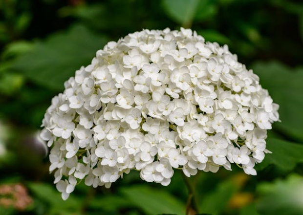 White Hydrangeas