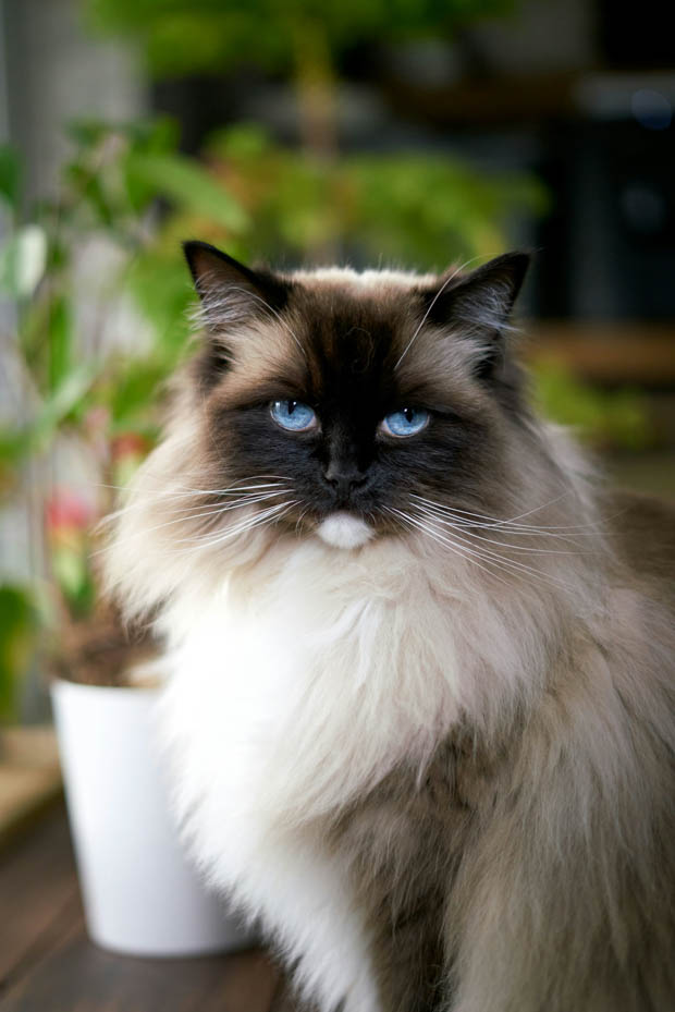 A Ragdoll cat with blue eyes
