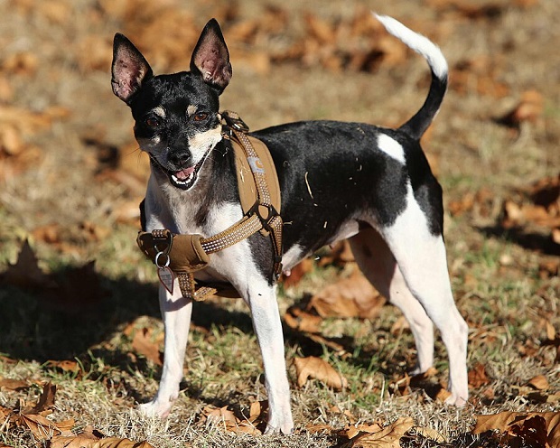 A Rat Terrier dog