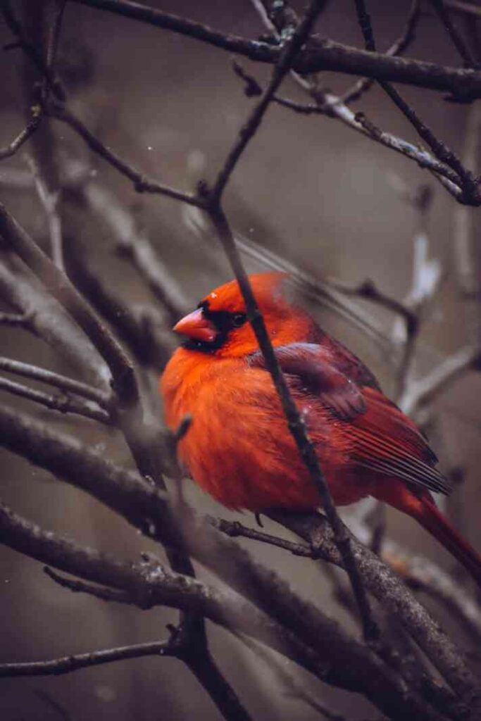 Red Cardinal Perched ona branch in winter