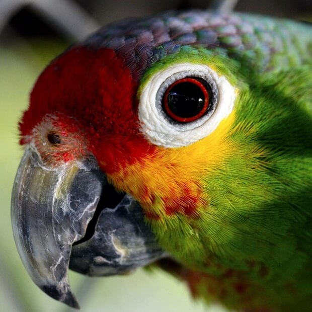 Red-Lored Amazon Parrot