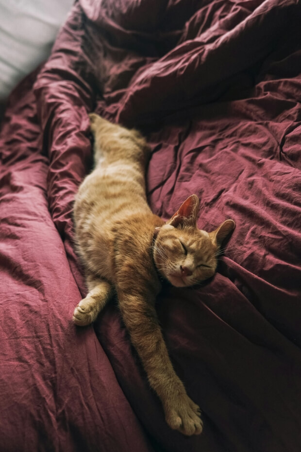 Relaxed cat in bed 