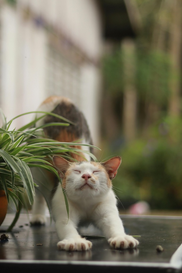 Relaxed cat kneading 