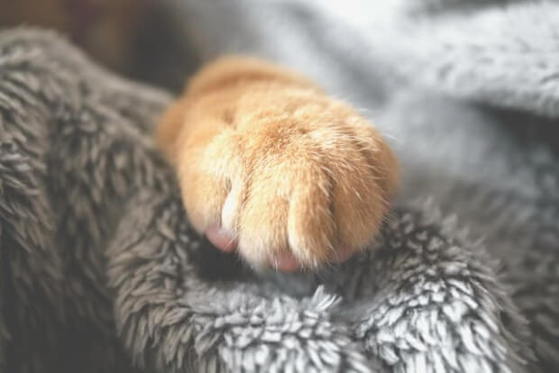 Relaxed cat paw 