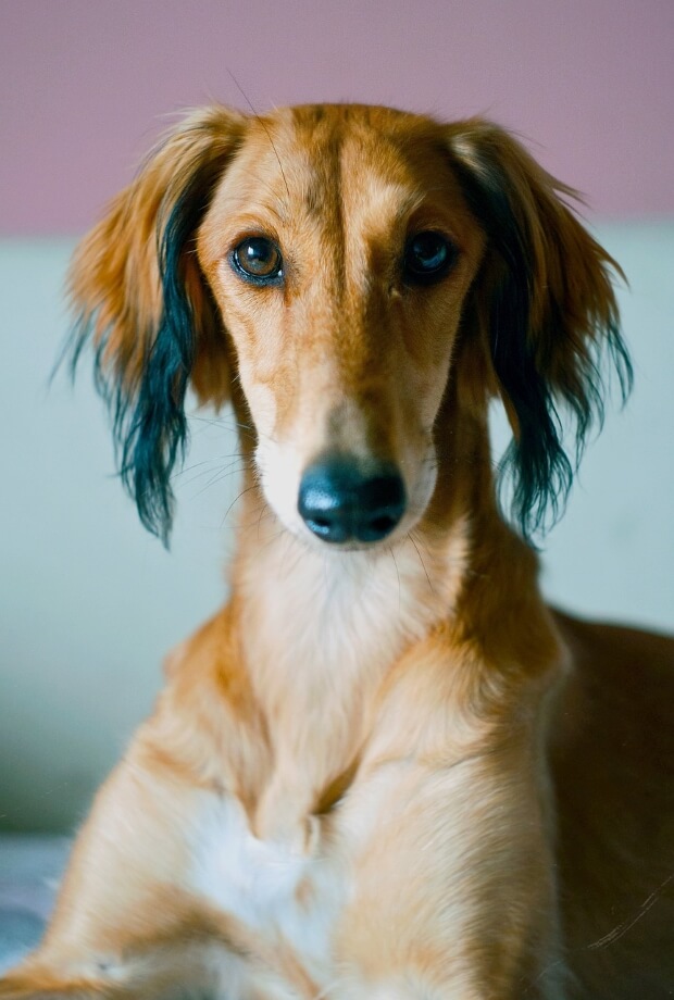A closeup shot of Saluki  looking into the camera