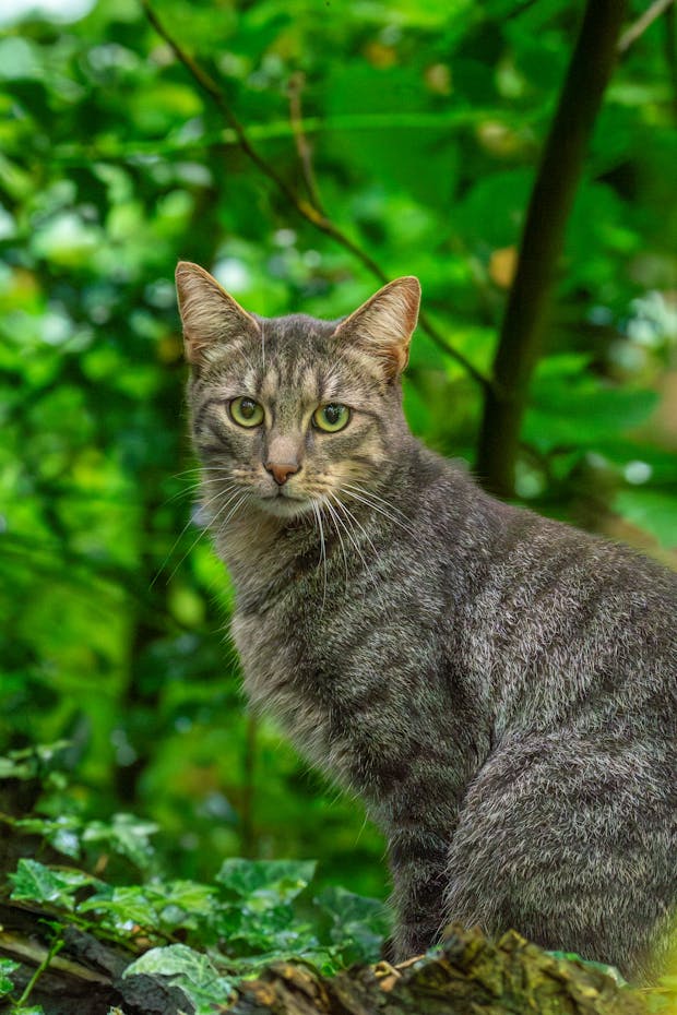 A Savannah Cat in the woods