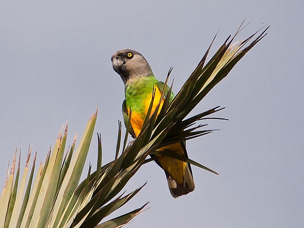 A Senegal Parrot sitting on a tree