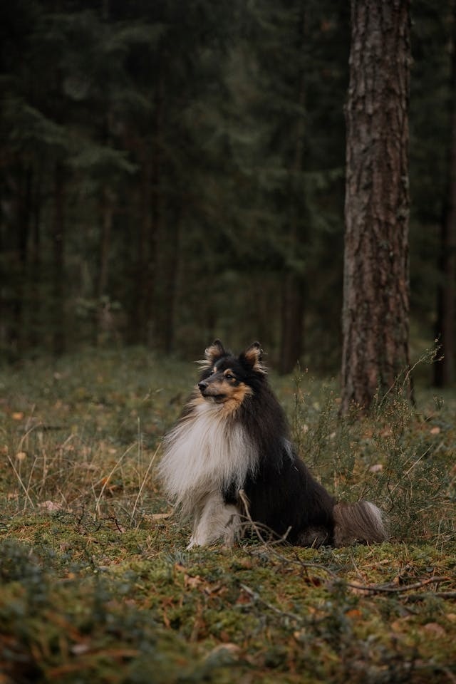 A Shetland Sheepdog sitting in the forest