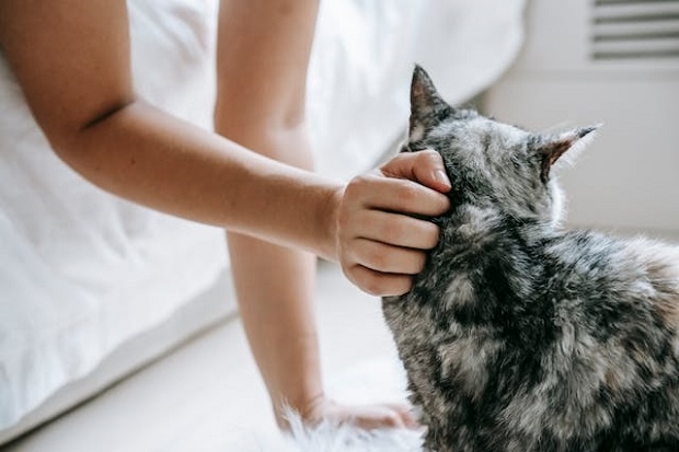 Showing affection to your cat 