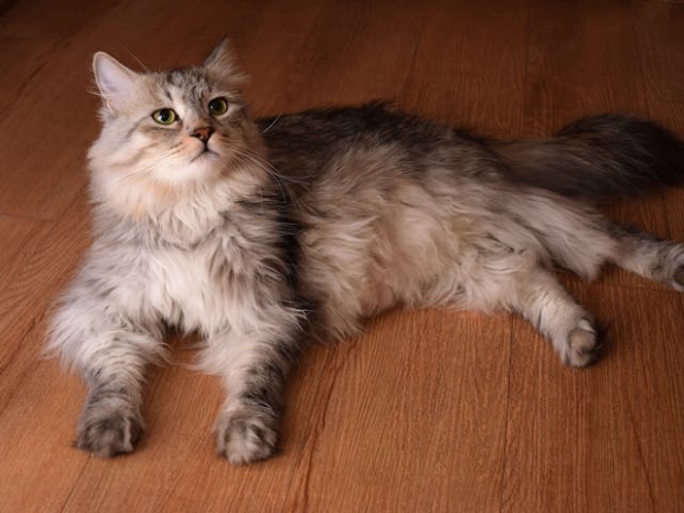 A Siberian cat sitting on the floor